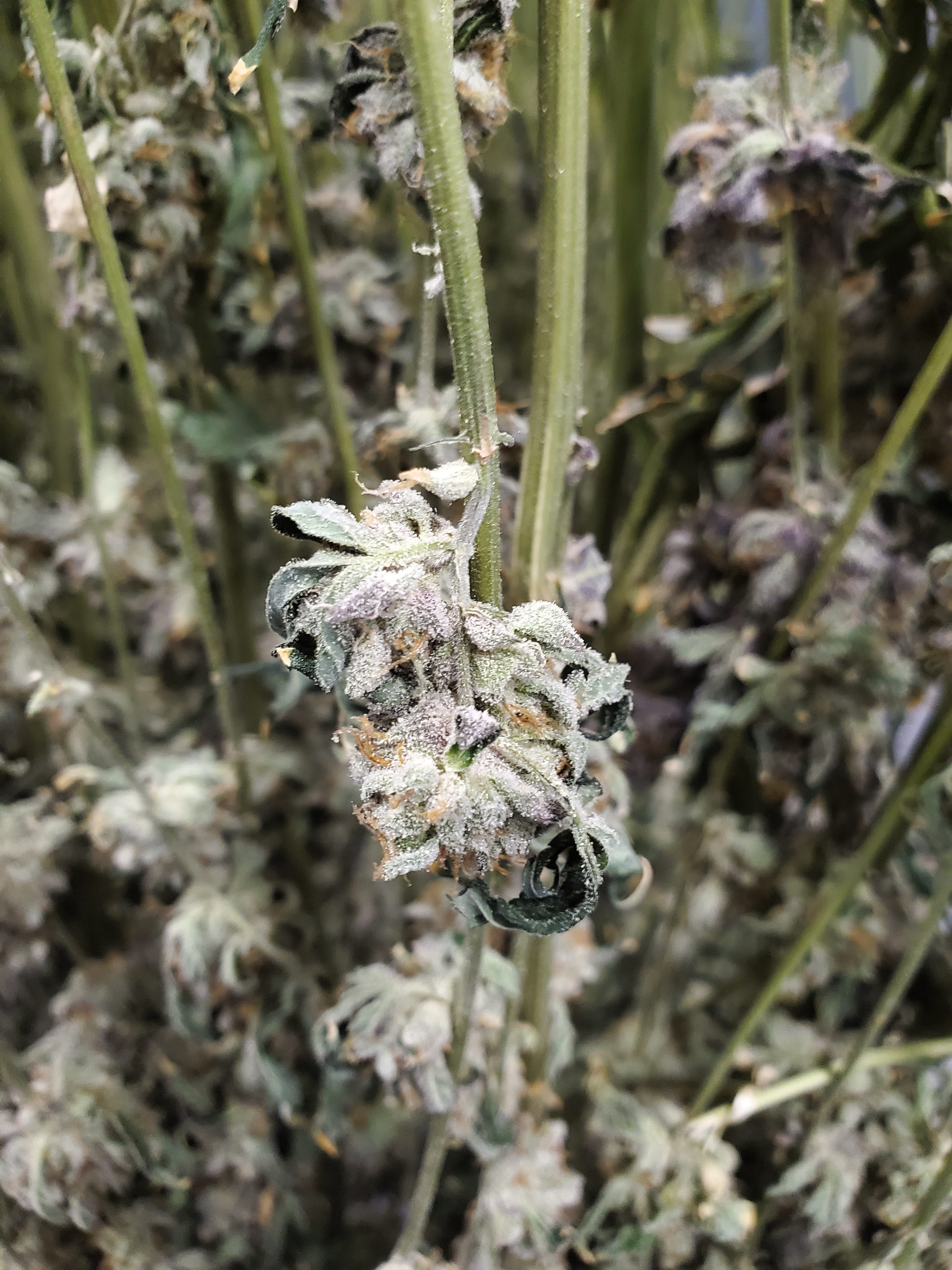 I won a VIP tour of an indoor pot farm!